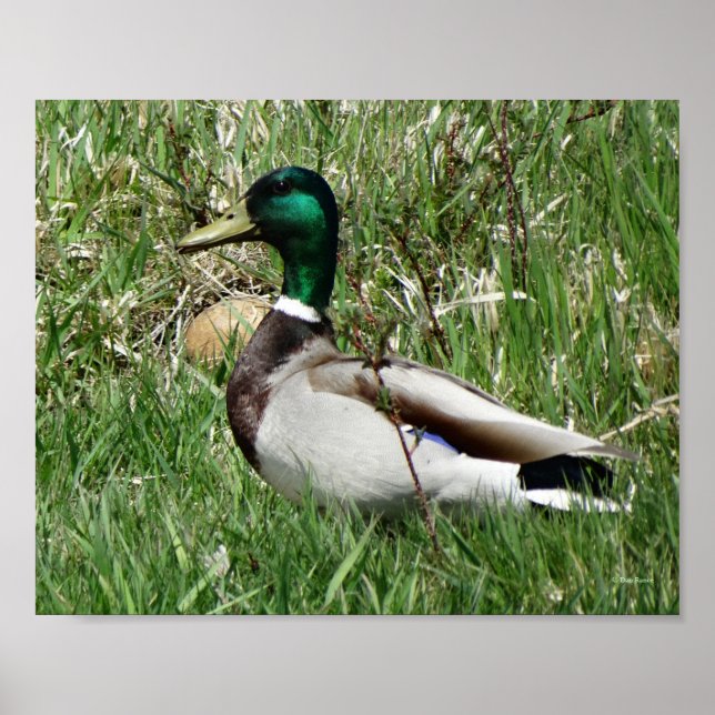 Poster B55 Mallard Duck Drake Greenhead na Grama (Frente)