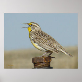 Póster B6 Meadowlark Ocidental