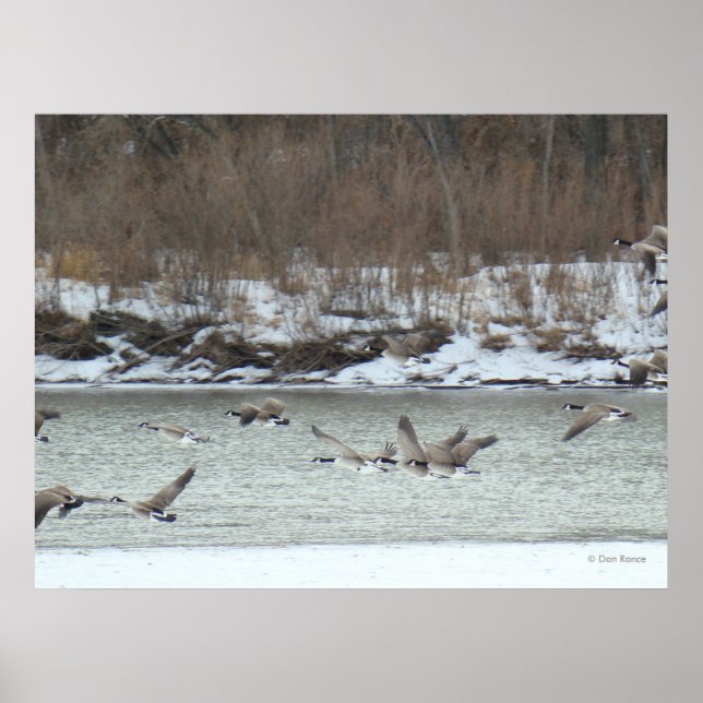 Poster B7 Gansos Canadianos de Voo (Frente)