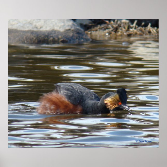 Poster B8 Eared Grebe Cortejando (Frente)