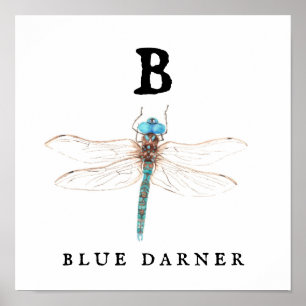 Poster "B" Blue Darner