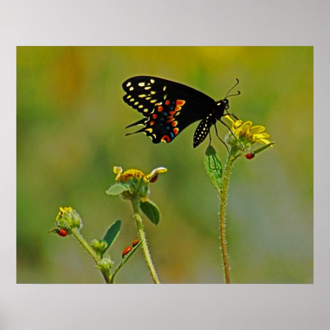 Póster B-Fly e o Ladybugs (Frente)