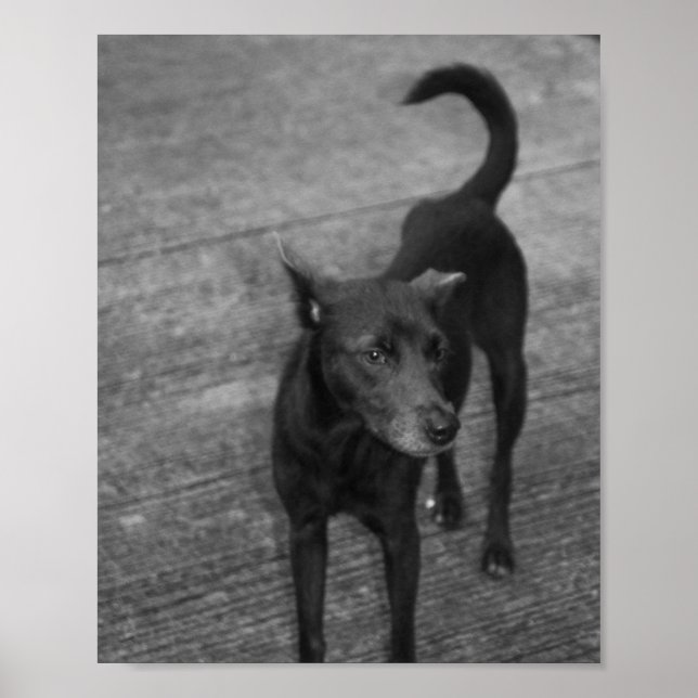 Poster B&W - Aspin (Frente)