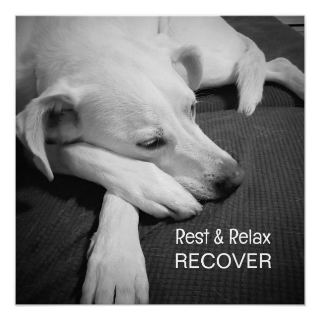 Póster B & W Foto de Cachorro Gestil Dormindo Muito Em Br (Frente)