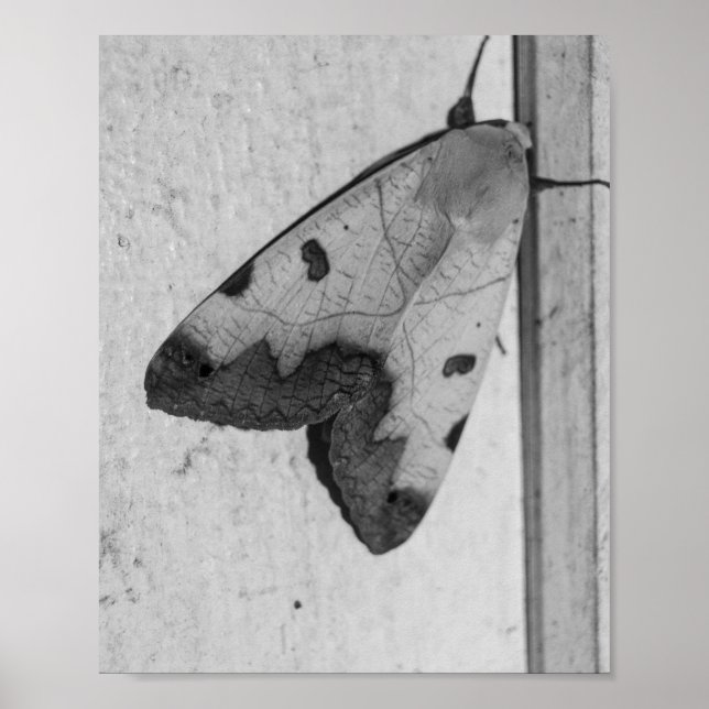 Poster B&W - Ophiusa tirhaca, o tambor verde (Frente)