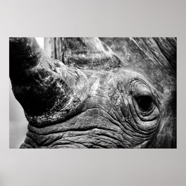 Póster B&W Rhino (Frente)