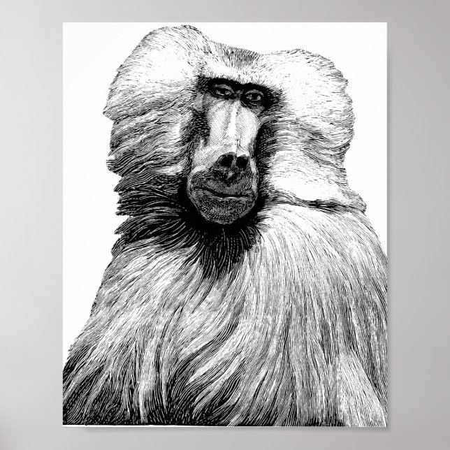 Poster Baboon Monkey Jungle Safari Ilustração Arte (Frente)