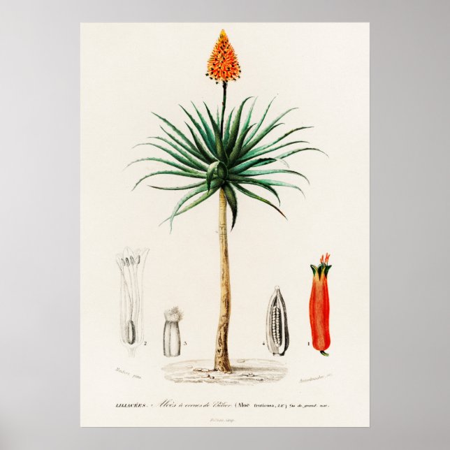 Poster babosa candelabro (aloe fruticosa) (Frente)