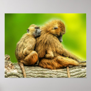 Poster Babuínos da Guiné