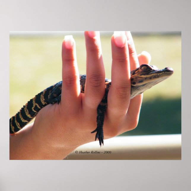 Póster Baby Alligator (Frente)