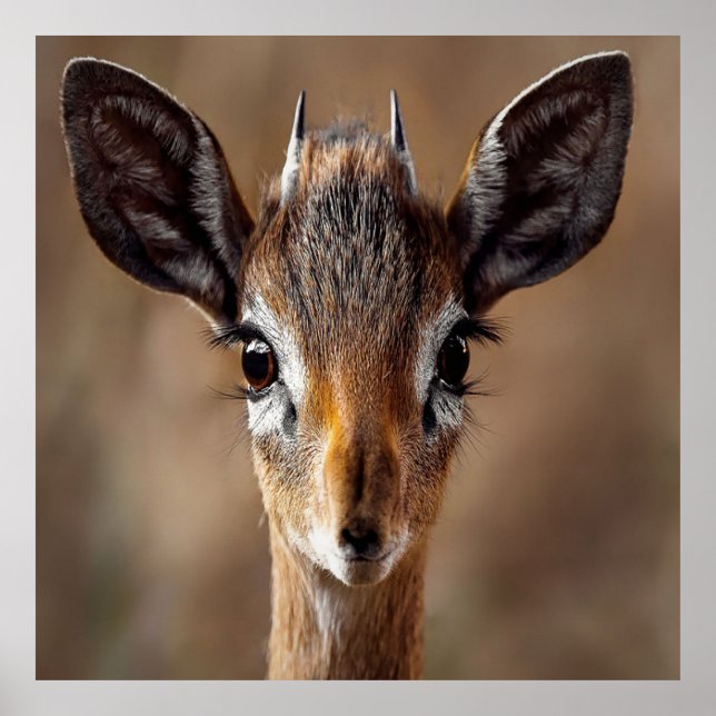 Poster Baby Antelope (Frente)