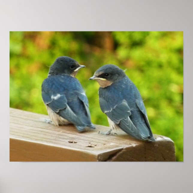 Poster Baby Barn Swallow Nature Bird Foto (Frente)