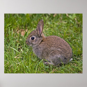 Póster Baby Bunny Print