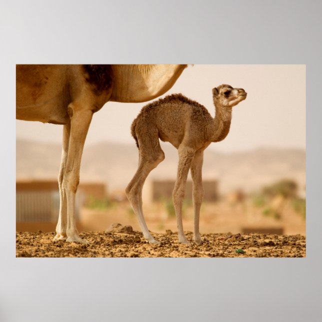 Poster Baby Camel (Frente)
