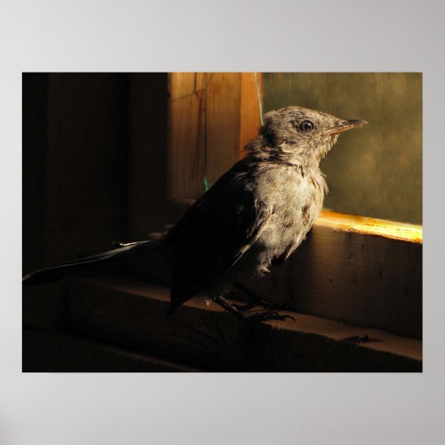 Poster Baby Catbird (Frente)