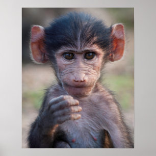 Poster Baby Chacma Baboon