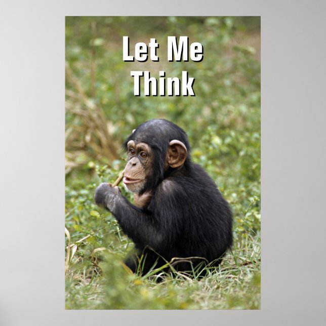 Póster Baby Chimpanzee | Pan Troglodytes (Frente)