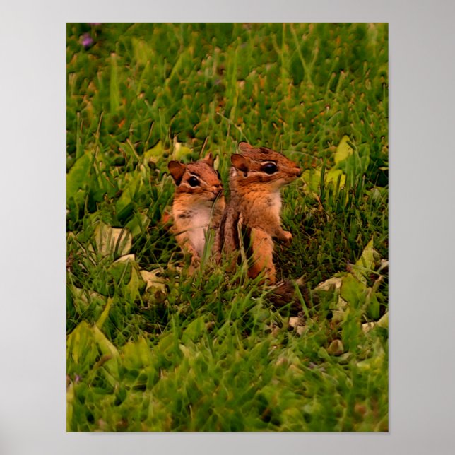 Póster Baby Chipmunks Willife Animal Art (Frente)