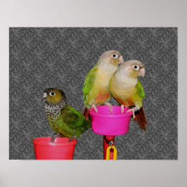 Póster Baby Conure Parrots Animal