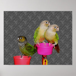 Póster Baby Conure Parrots Animal