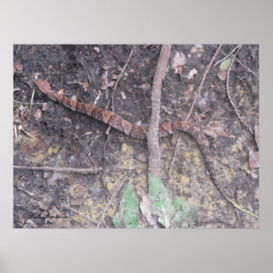 Póster Baby Cottonmouth Mocasiin