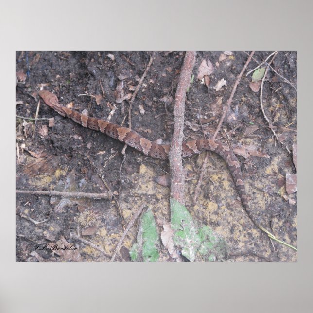 Póster Baby Cottonmouth Mocasiin (Frente)