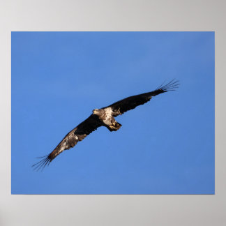 Poster Baby Eagle of South Jersey!