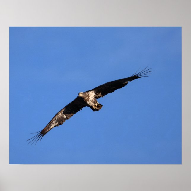 Poster Baby Eagle of South Jersey! (Frente)