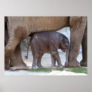 Póster Baby Elephant