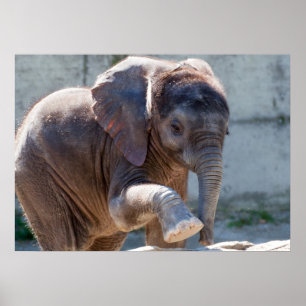 Poster Baby Elephant