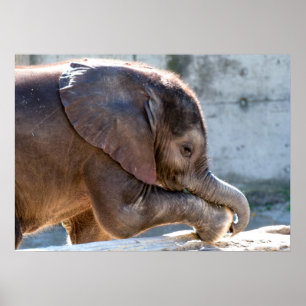 Poster Baby Elephant