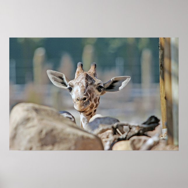 Póster Baby Giraffe (Frente)