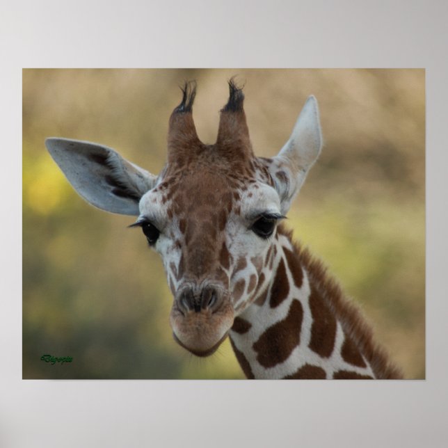 Poster Baby Giraffe 08 (Frente)