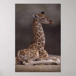 Póster Baby Giraffe Print