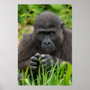 Poster Baby Gorilla