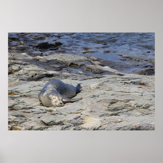 Poster Baby Harbor Seal, Porto Bar, Maine (Frente)