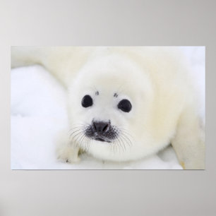 Poster Baby harp seal pup on ice of the White Sea