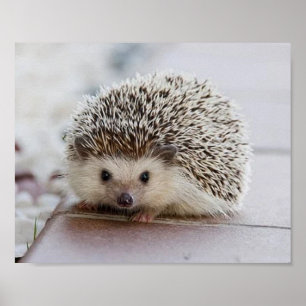 Poster Baby hedgehog  