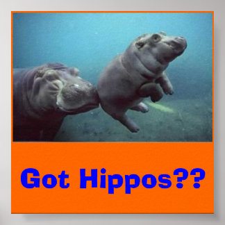 Póster baby-hippo, pegou Hippos?