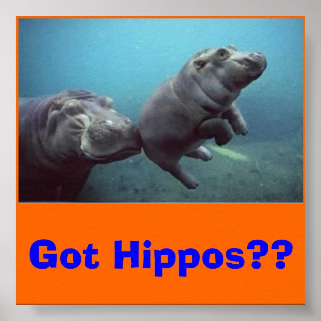 Póster baby-hippo, pegou Hippos? (Frente)