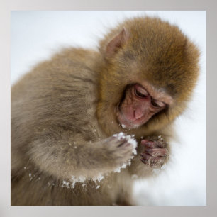 Póster Baby Japonês Macaque   Macaco-neve