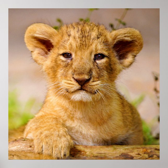 Póster Baby Lion Cub (Frente)