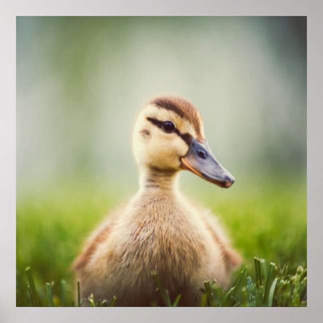 Póster Baby Mallard Ducking (Frente)