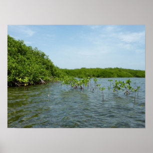 Póster Baby Mangrove Trees no Caribe