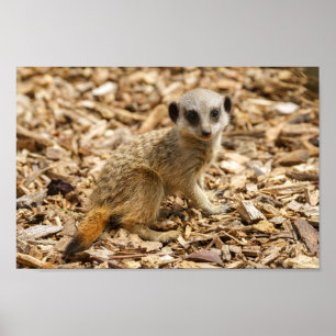 Poster Baby Meerkat