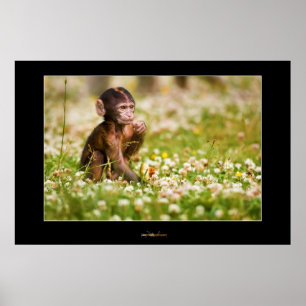 Póster Baby Monkey