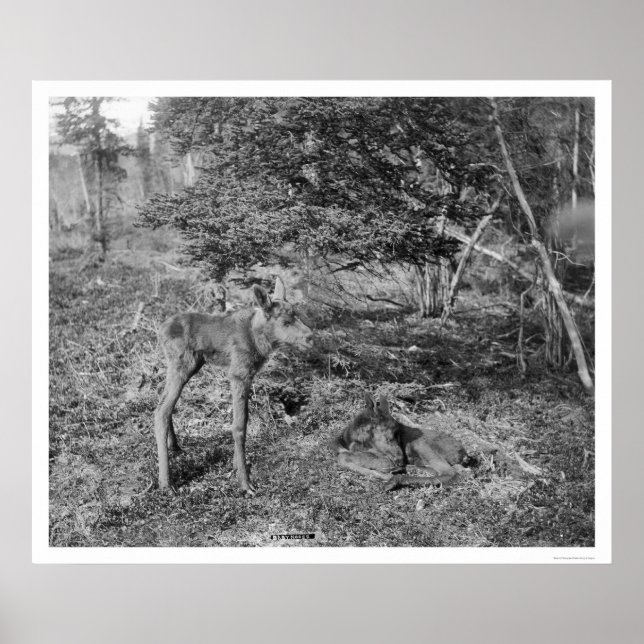 Póster Baby Moose In Alaska 1915 (Frente)