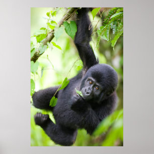 Poster Baby Mountain Gorilla Jogando na Floresta Tropical