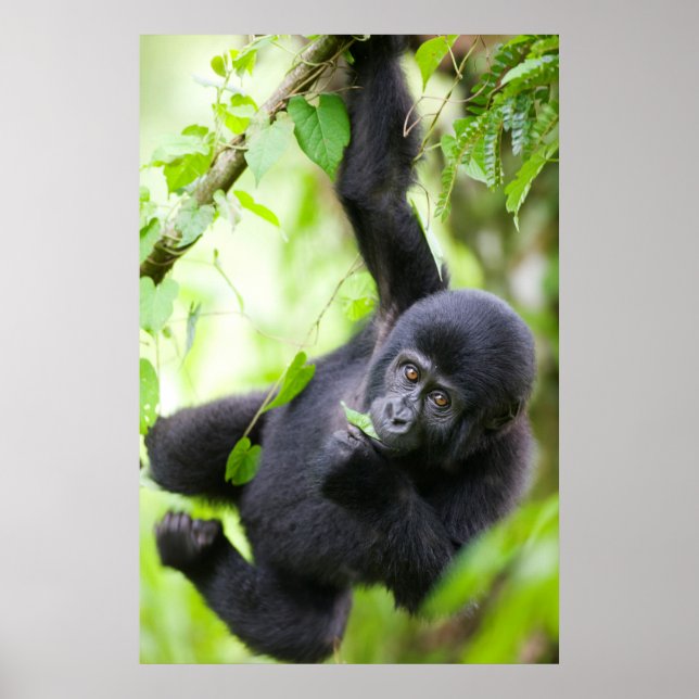 Poster Baby Mountain Gorilla Jogando na Floresta Tropical (Frente)