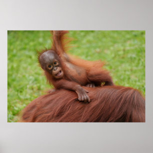 Poster Baby Orangutan Joy